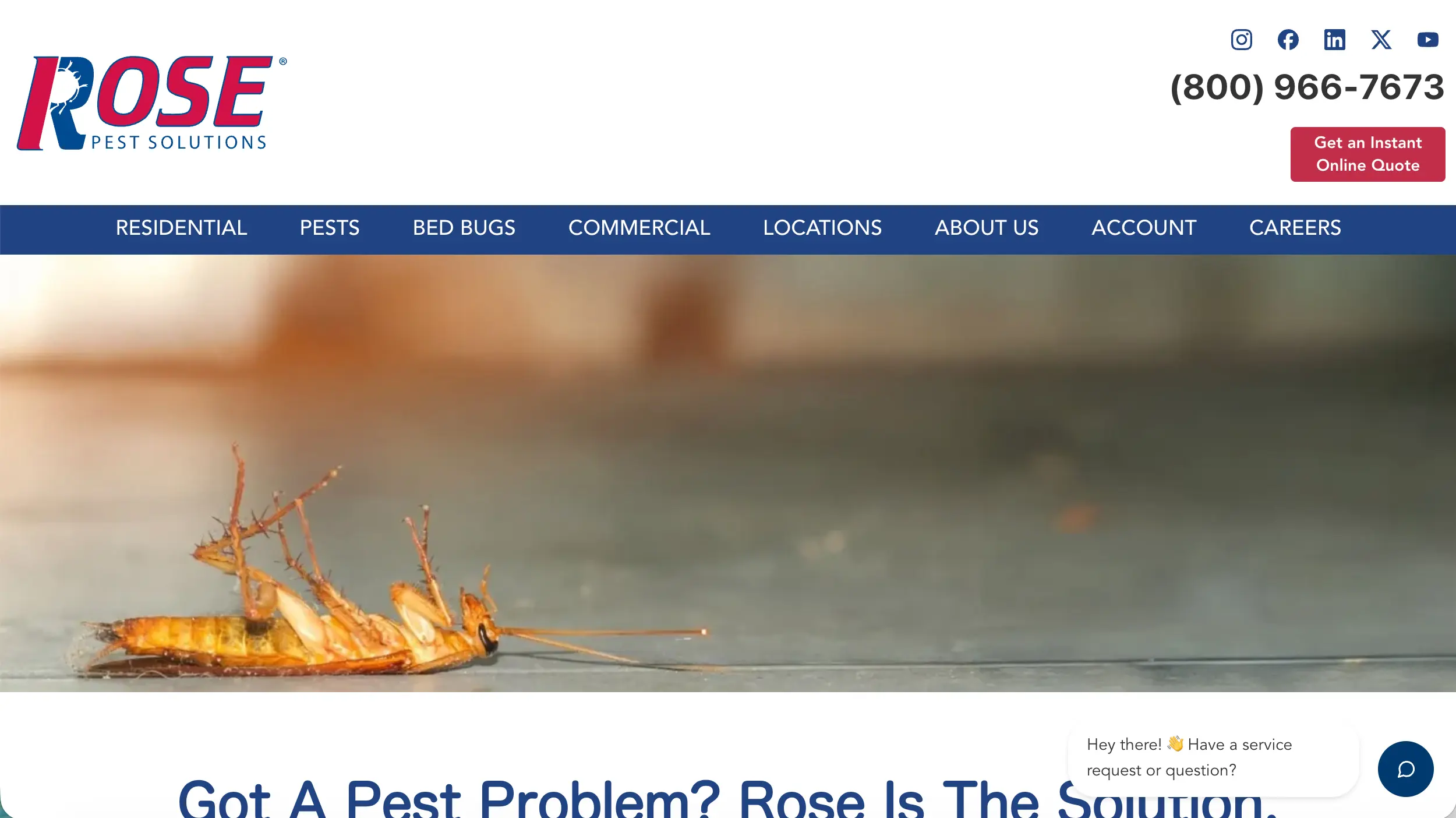 Rose Pest Solutions website example