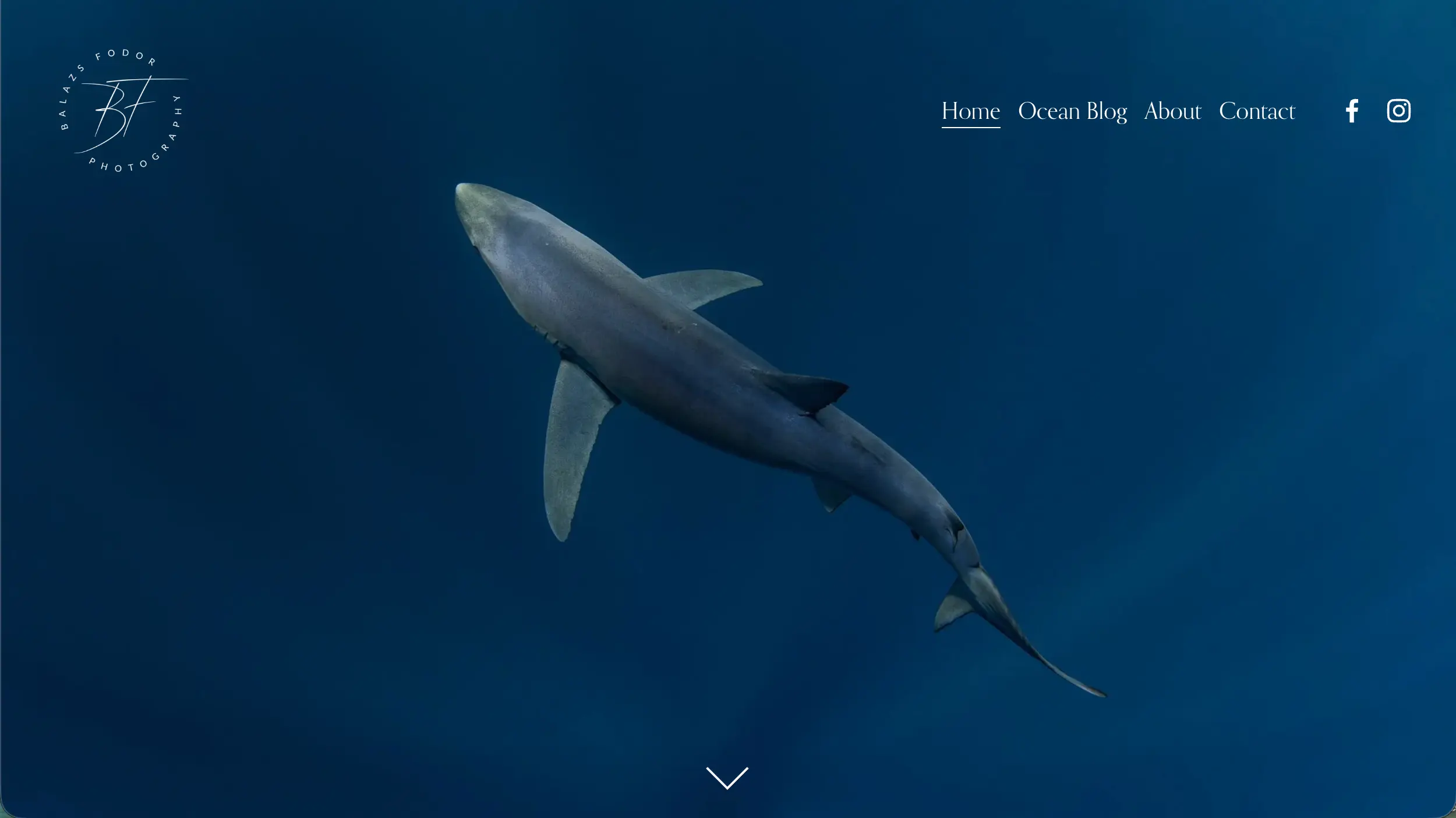 Balazs Fodor underwater wildlife photographer website example